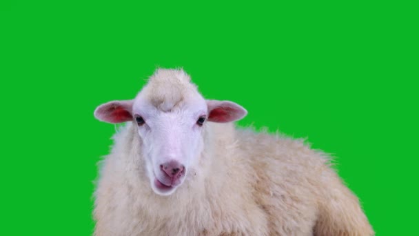 Kauende Weiße Schafe Aus Nächster Nähe Schafe Auf Grünem Bildschirm — Stockvideo