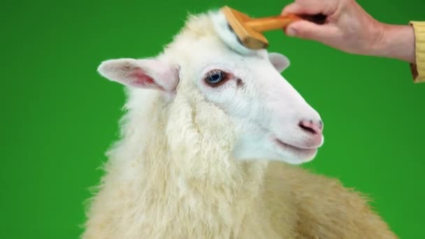 白い羊のクローズアップ 羊が緑の画面に現れ — ストック動画