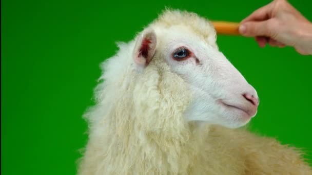 白い羊のクローズアップ 羊が緑の画面に現れ — ストック動画