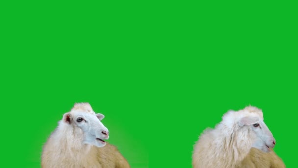 2つの白い羊のクローズアップ 緑の画面で羊を噛むと — ストック動画