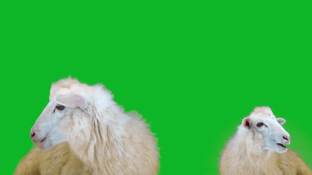 Dos Ovejas Blancas Cerca Masticar Ovejas Una Pantalla Verde — Vídeos de Stock