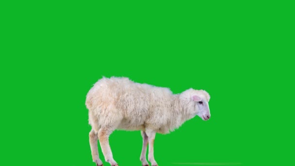 緑の画面の上に白い羊が立っていて — ストック動画