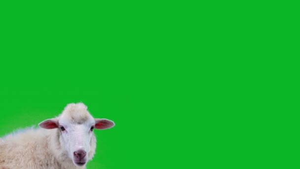 白い羊のクローズアップ噛む 緑の画面に羊が — ストック動画