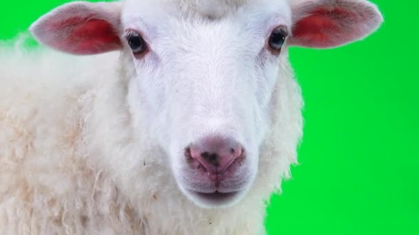 Retrato Una Oveja Blanca Cerca Una Pantalla Verde — Vídeos de Stock