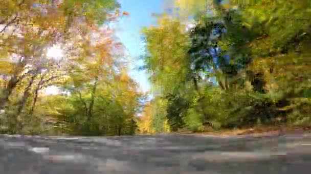 Strada Asfaltata Attraverso Foresta Alberi Decidui Colorati Foglie Cadute Splendido — Video Stock
