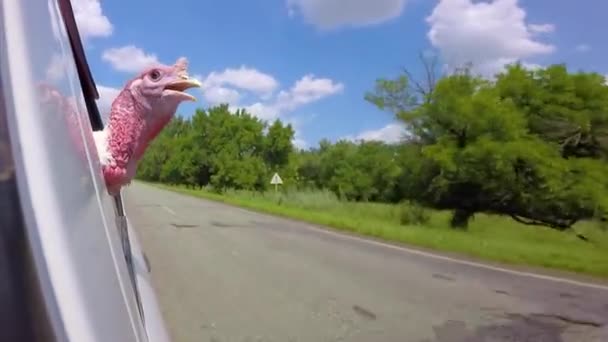 Turkey Cock Goes Car Farm Looking Road Thanksgiving — Stock Video