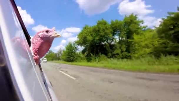 Ayam Kalkun Masuk Mobil Sebuah Peternakan Mencari Jalan Thanksgiving — Stok Video