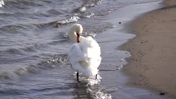 Cisne Branco Limpa Suas Asas Litoral — Vídeo de Stock