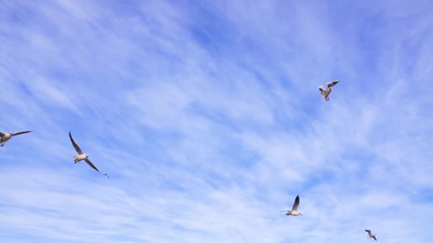 Soaring Seagulls Blue Sky — Stock Video