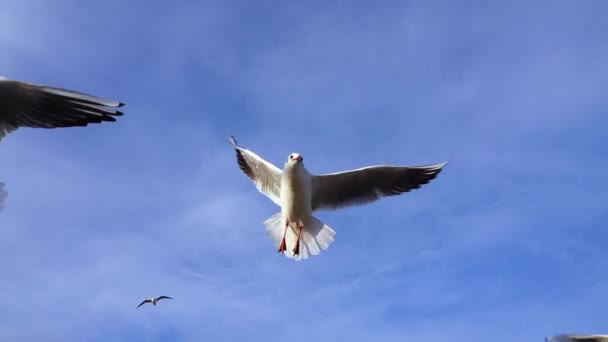 在蓝天的映衬下飞翔的海鸥 — 图库视频影像