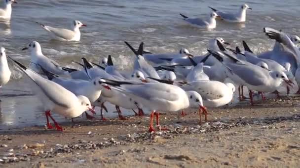 Überwinterung Der Vögel Der Küste Der Ostsee Sopot Polen Zeitlupe — Stockvideo