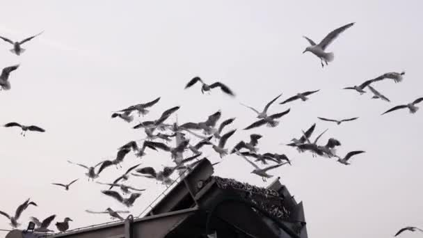 Lingkaran Burung Camar Atas Lift Pemuatan Ikan Port Hel Poland — Stok Video