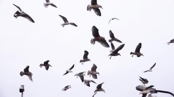在雪白的天空中飞翔的海鸥 动作缓慢 — 图库视频影像