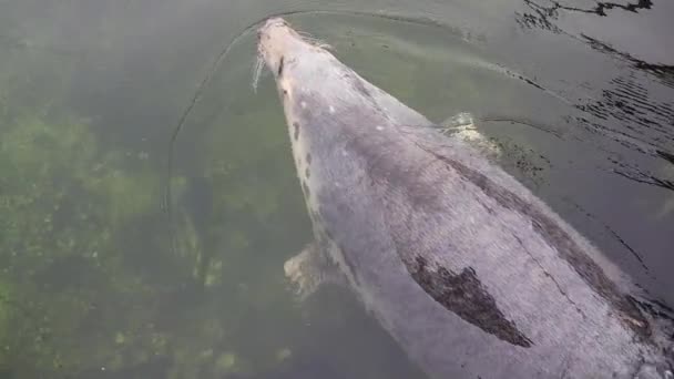 毛皮海豹缓慢地在水下慢动作 — 图库视频影像