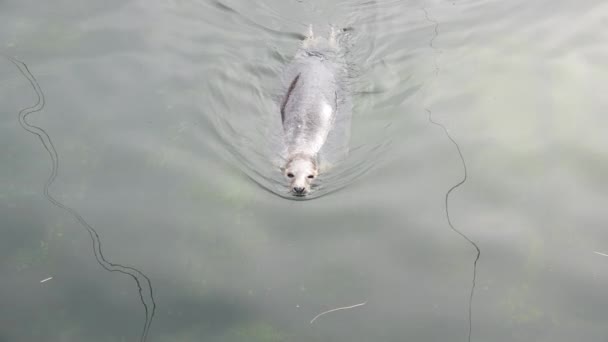 毛皮海豹缓慢地在水面上游动 动作缓慢 — 图库视频影像