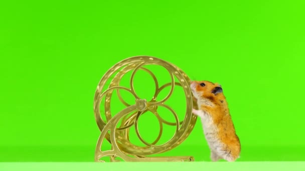 赛里安仓鼠在轮式慢动作绿色屏幕中奔跑 — 图库视频影像