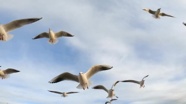 Αργή Κίνηση Ιπτάμενοι Γλάροι Στη Γαλάζια Θάλασσα — Αρχείο Βίντεο