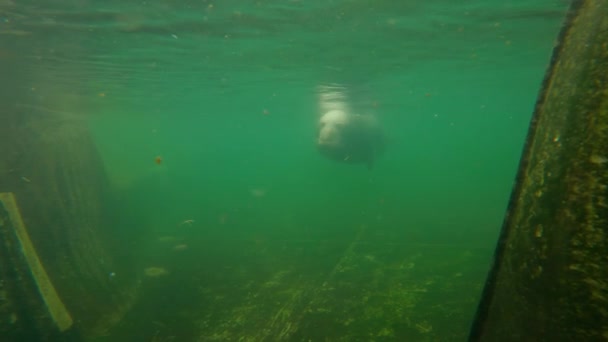 毛皮海豹缓慢地在水下慢动作 — 图库视频影像