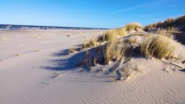 Polonya 'nın Leba kentindeki Slowinski Ulusal Parkı' nda çöldeki kum tepeleri hareket ediyor. yavaş çekim