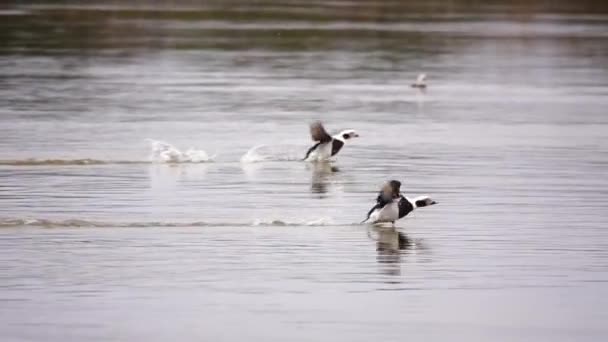 Running Water Taking Long Tailed Duck — Stock Video