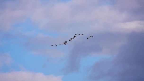 雁は曇った空を背景に飛んでいる スローモーション — ストック動画