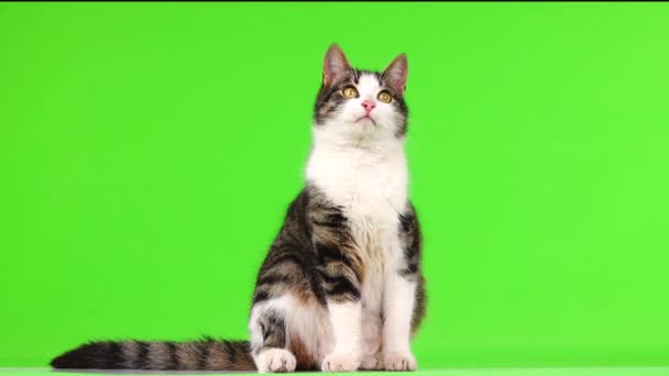 Szaro Biały Kotek Patrzy Różnych Kierunkach Zielonym Ekranie — Wideo stockowe