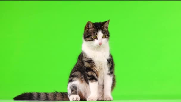 고양이는 화면에서 방향으로 — 비디오