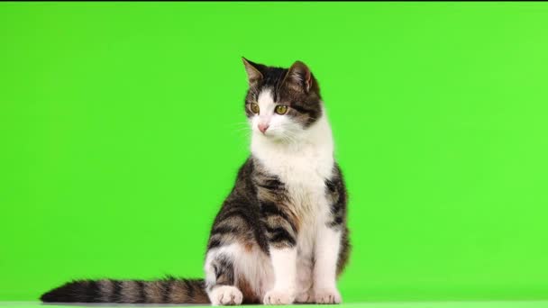고양이는 화면에서 방향으로 — 비디오