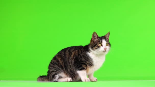 Gray White Kitten Looks Licks Its Mouth Green Screen Slow — Stock Video