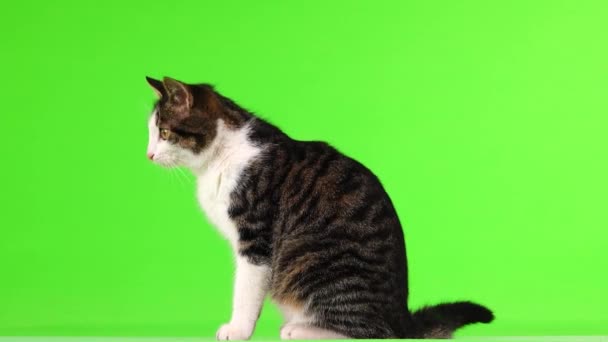 Šedobílé Kotě Zelené Obrazovce Dívá Různými Směry — Stock video
