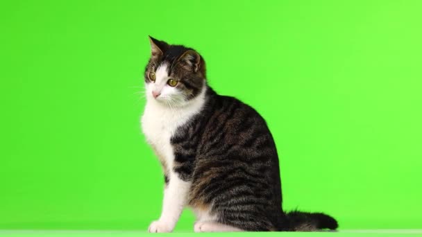 Gray White Kitten Looks Different Directions Green Screen — Stock Video