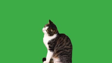 Gri ve beyaz kedi yeşil ekranda