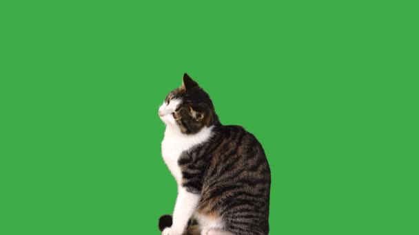Szary Biały Kot Zielonym Ekranie — Wideo stockowe