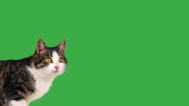 Gri ve beyaz kedi yeşil ekranda