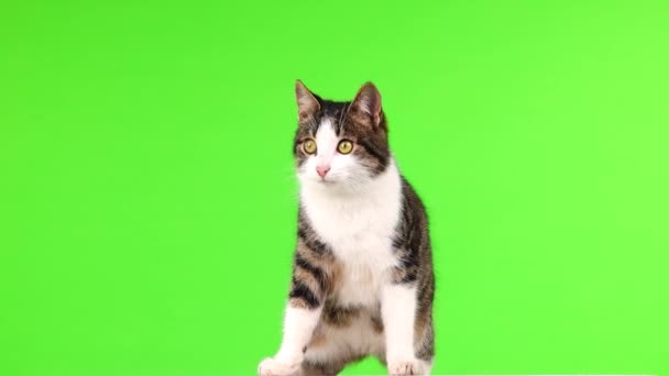 Kotek Patrzy Różnych Kierunkach Zielonym Ekranie Slow Motion — Wideo stockowe