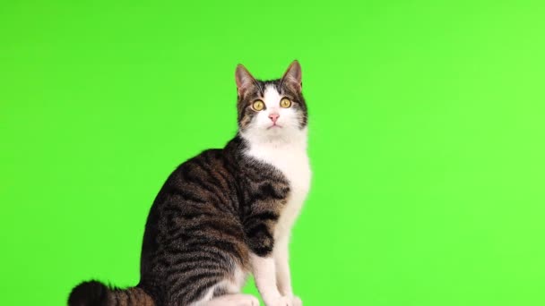 Γατάκι Κοιτάζει Διαφορετικές Κατευθύνσεις Στην Πράσινη Οθόνη Αργή Κίνηση — Αρχείο Βίντεο