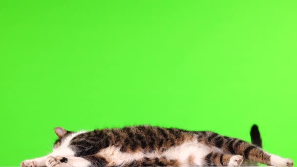 Kitten Lies Background Green Screen — Stock Video