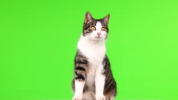Γκρι Και Άσπρη Γάτα Μια Πράσινη Οθόνη — Αρχείο Βίντεο