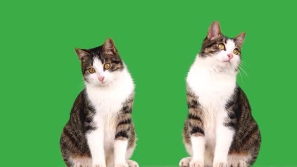 Γάτα Δύο Γάτες Ματιά Διαφορετικές Κατευθύνσεις Μια Πράσινη Οθόνη — Αρχείο Βίντεο