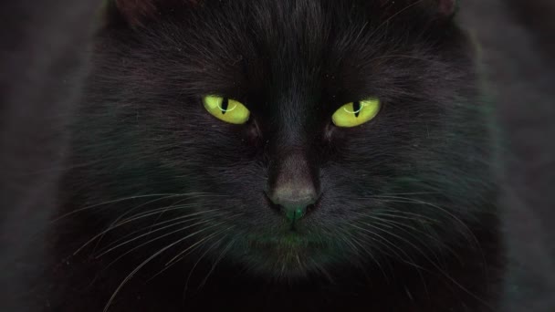 Μαύρη Γάτα Κλείνει Αργά Μάτια Αργή Κίνηση — Αρχείο Βίντεο