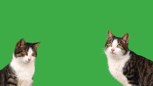 Kot Dwa Koty Patrzeć Różnych Kierunkach Zielonym Ekranie — Wideo stockowe
