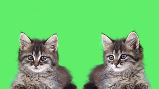 Two Kittens Close Green Screen — Stock Video