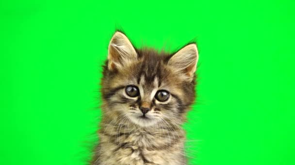 Kätzchen Blickt Auf Grünem Bildschirm Verschiedene Richtungen — Stockvideo