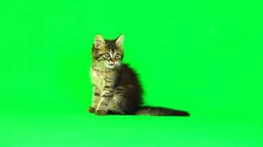Yavru kedi yeşil ekranda oturuyor, yavaş motiv