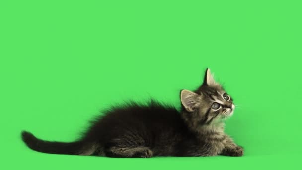 Kitten Looks Different Directions Green Screen — Stock Video
