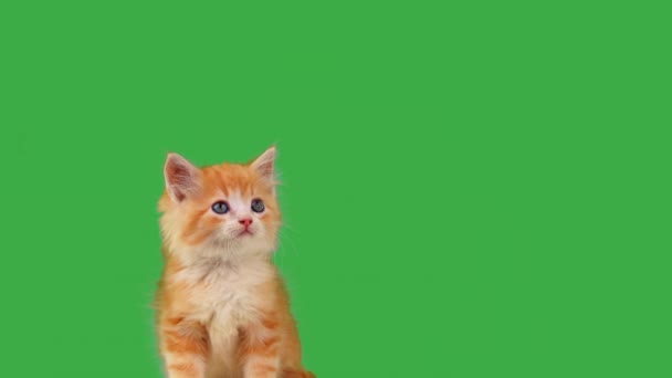 화면에 오렌지 고양이는 슬로우 모션을 보인다 — 비디오