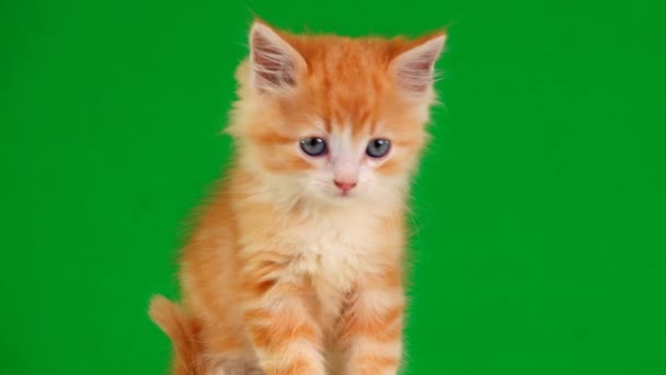 Orange Kitten Green Screen Looks Different Sides Slow Motion — Stock Video