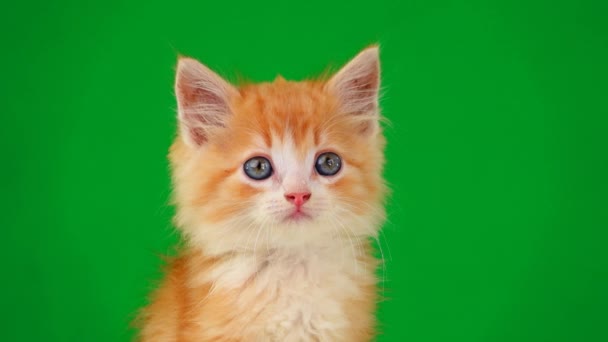 Πορτοκαλί Γατάκι Μια Πράσινη Οθόνη Φαίνεται Διαφορετικές Πλευρές Αργή Κίνηση — Αρχείο Βίντεο
