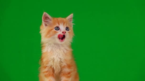 화면에 오렌지 고양이는 슬로우 모션을 보인다 — 비디오