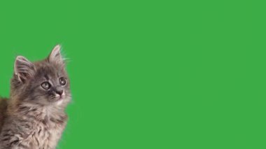 Gri kedi yeşil ekranda farklı yönlere bakıyor.